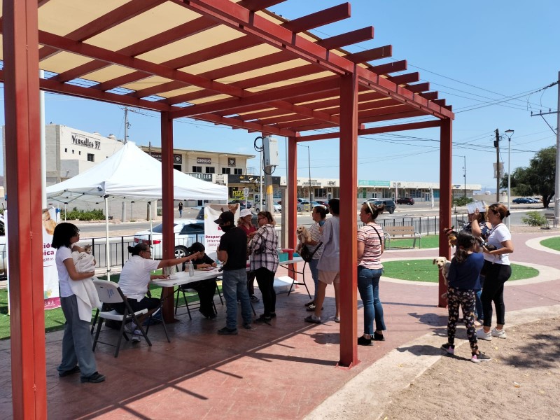 Vacunan a mascotas en Guaymas