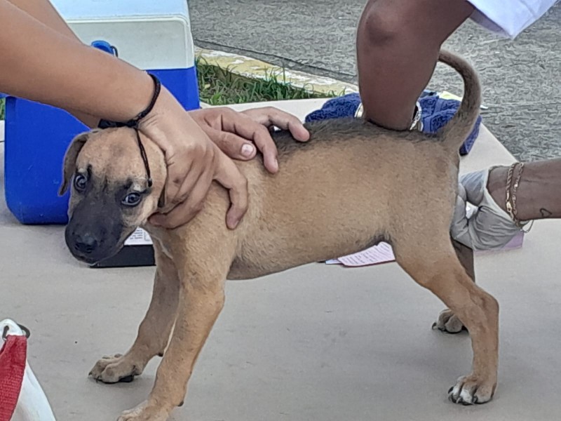 Vacunarán a perros y gatos en situación de calle