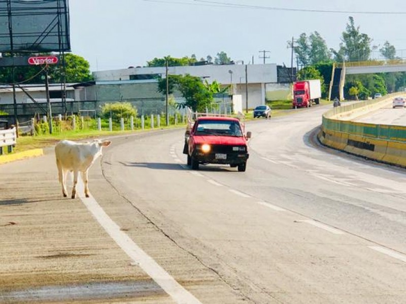 Vagancia de animales en autopista