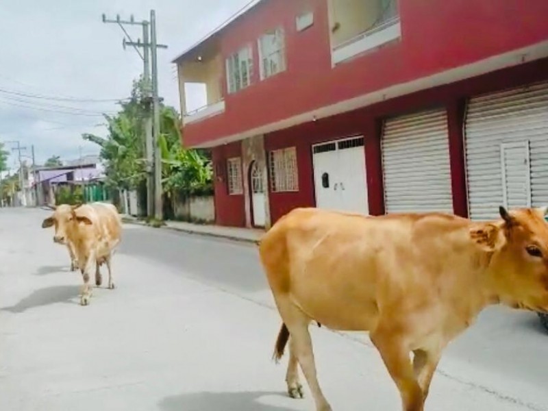 Vagancia de ganado en la vía pública