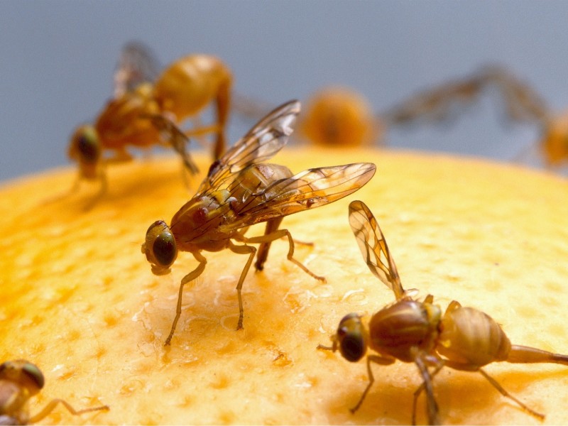 Valida SENASICA comunidades nayaritas libres de mosca de la fruta