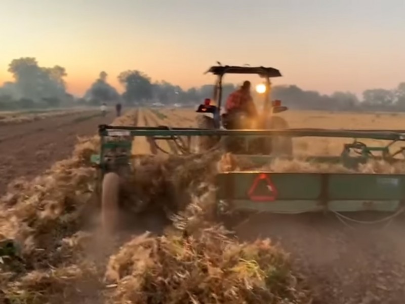 Valle del Mayo sin afectaciones por las bajas temperaturas