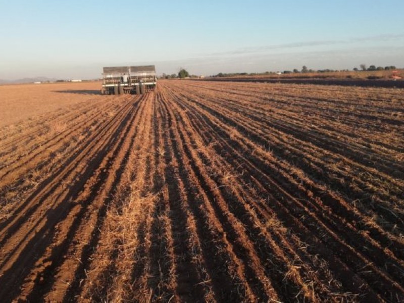 Valle del Yaqui sigue beneficiándose con bajas temperaturas