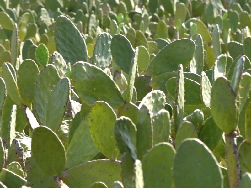 Valtierrilla, la capital mundial del nopal debido a su alta producción