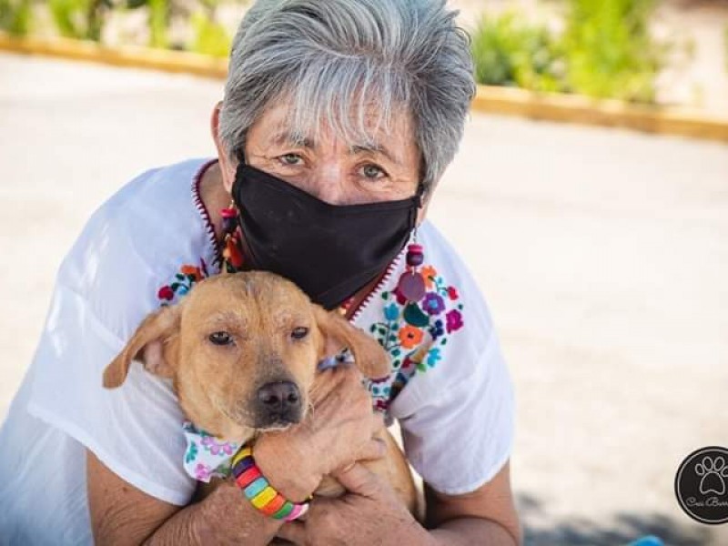 Van 15 perritos adoptados durante pandemia
