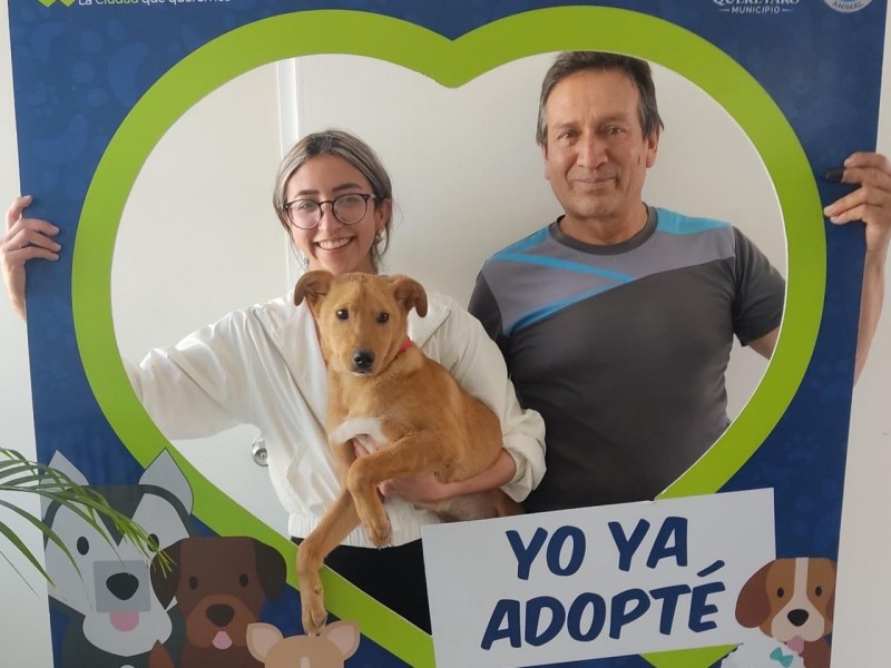 Van 34 adopciones en la capital queretana este 2023