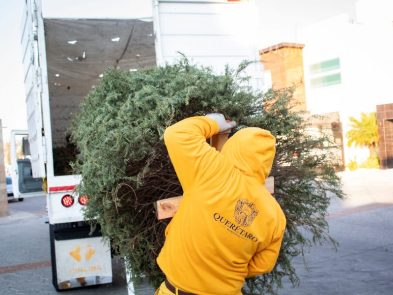 Van 40 árboles de navidad recolectados en la capital queretana