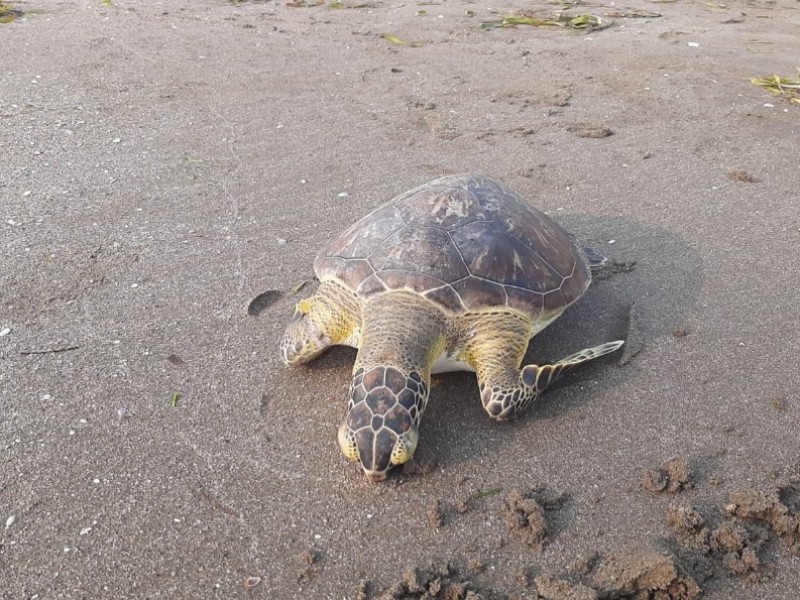 Van 40 tortugas muertas en playas de la conurbación