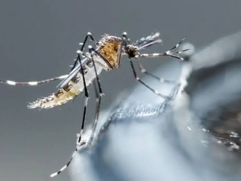 Van 54 casos de dengue en Jalisco