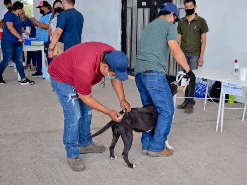 ¡Van contra la rabia! Vacunan a mascotas en Navojoa