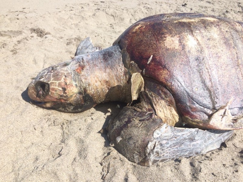 Van más de  120 tortugas muertas: Semahn