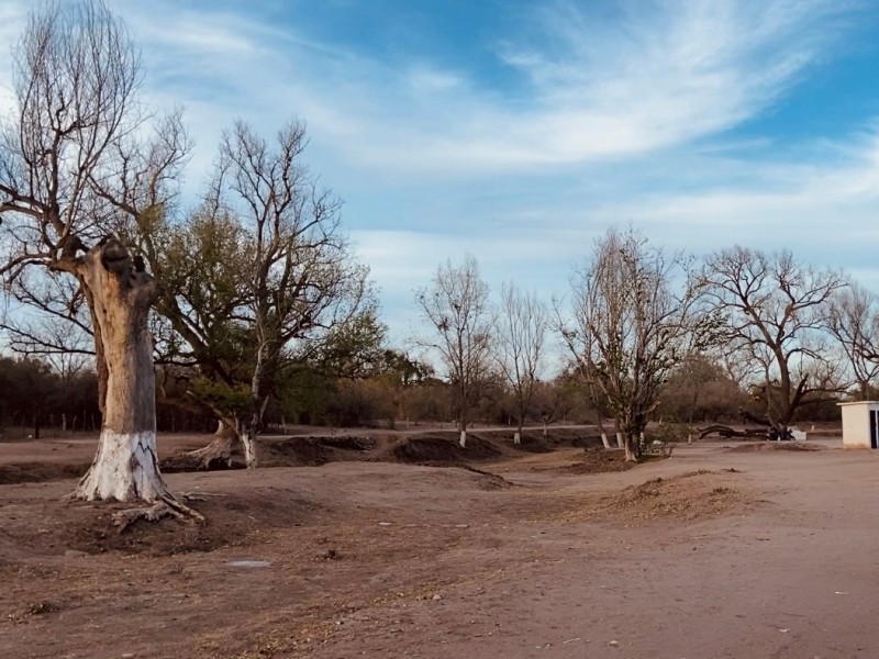 Van por rescate del Río Mayo, reforestarán 200 arboles