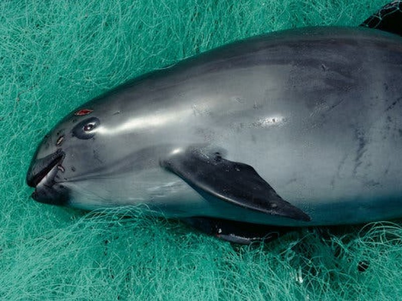 Vaquita marina a punto de la extinción