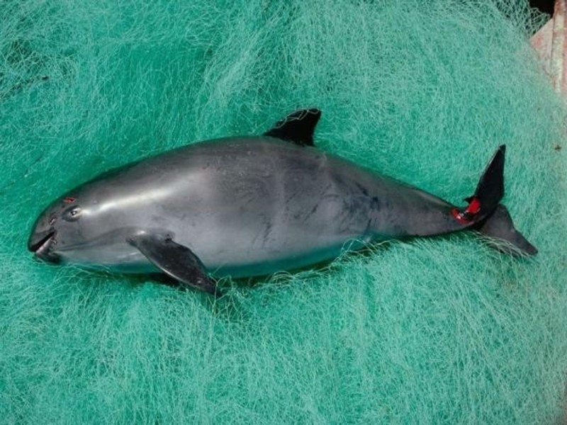 Vaquita Marina a punto de la extinción