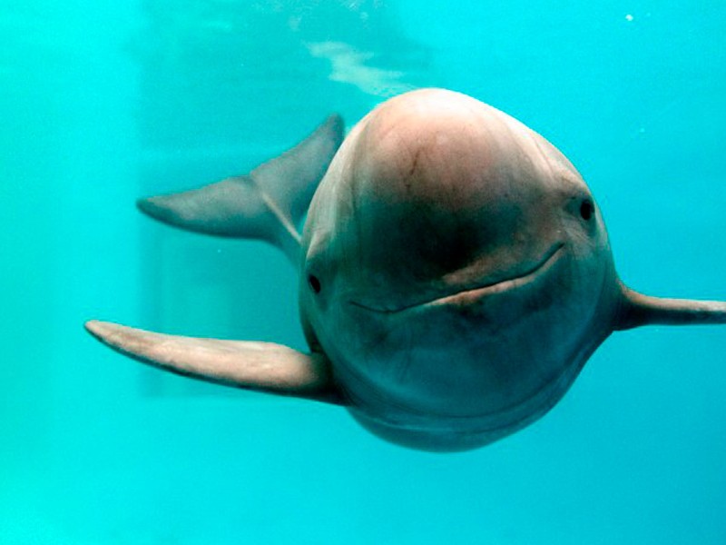 Vaquita marina al borde de desaparecer por pesca ilegal