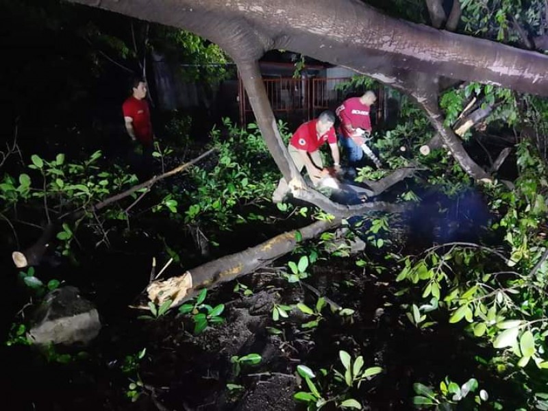 Varios árboles caídos en Cuauhtémoc, saldo de las lluvias registradas