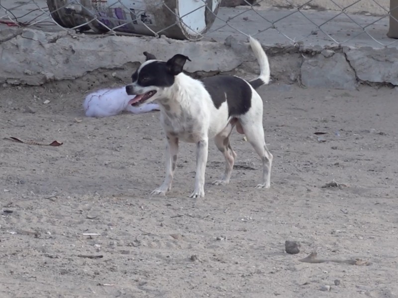 Vecina rescata a tres perritos en la avenida Guerrero