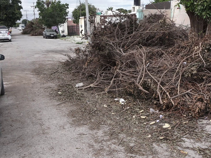 Vecinos afectados por poda de CFE y renuencia municipal