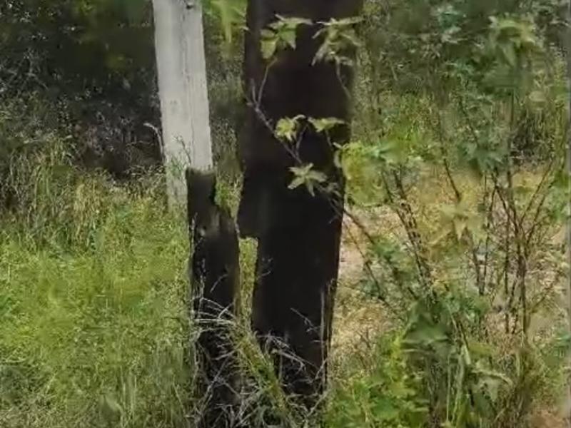 Vecinos alertan sobre postes dañados por termitas en Salina Cruz