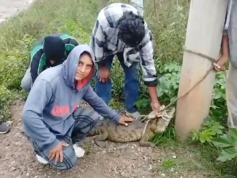 Vecinos capturan a cocodrilo en Cuautitlán Izcalli