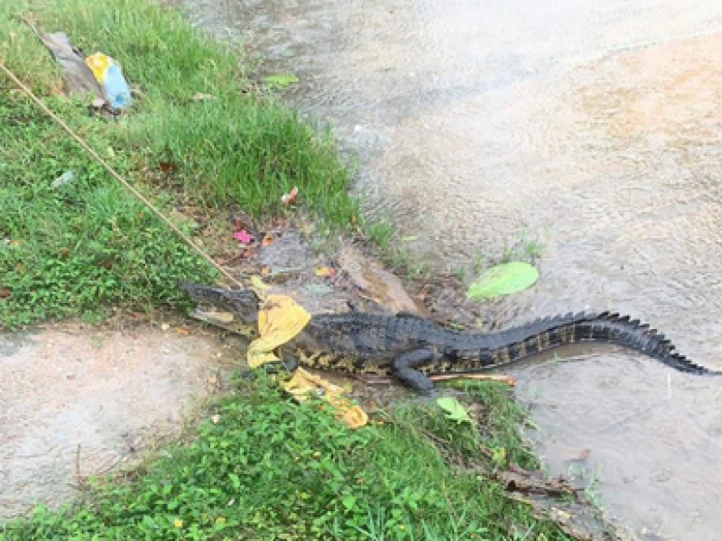 Vecinos capturan a cocodrilo en Villa Allende, Veracruz