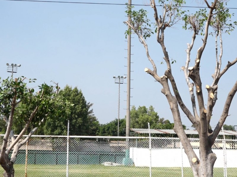 Vecinos de ampliación Bellavista denuncian presunta tala de árboles