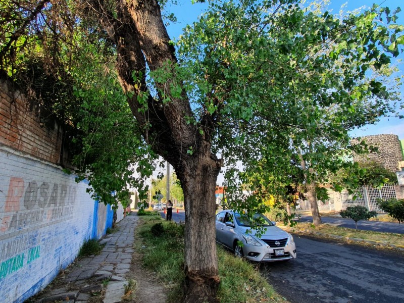 Vecinos de Bosques de San Sebastián piden intervención del ayuntamiento