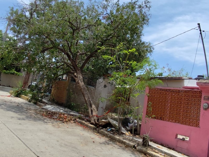 Vecinos de Huatulco exigen a CFE retirar árbol sobre cables