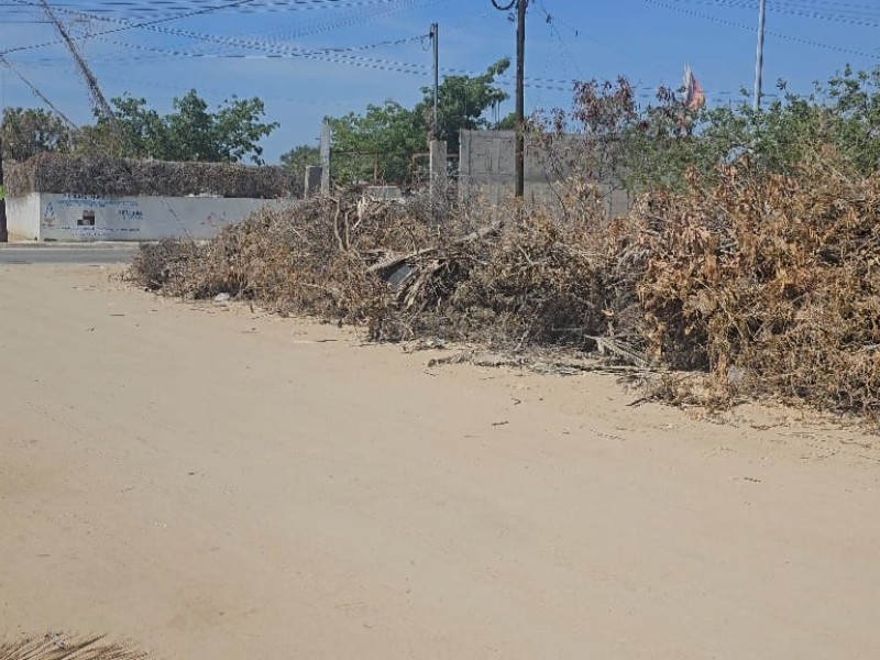 Vecinos de la calle Jacinto Rochín solicitan se retiren ramas y cacharros