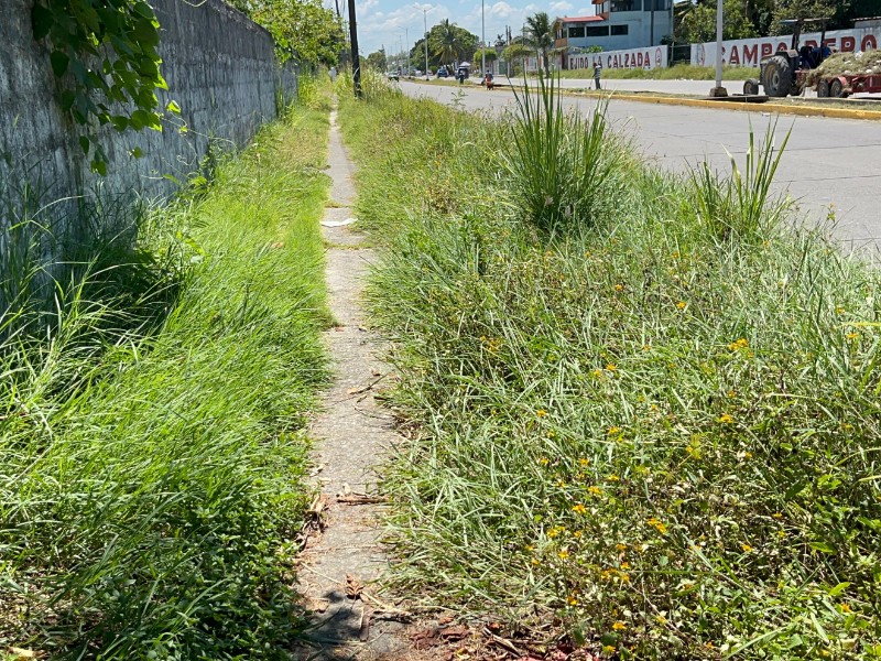 Vecinos de la Ruíz piden limpieza de maleza en banquetas