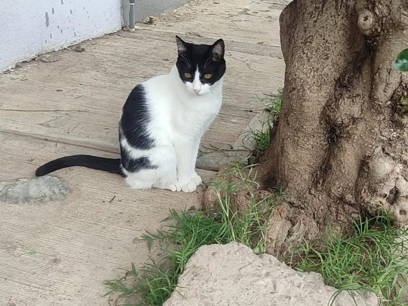 Vecinos de Las Fuentes denuncian envenenamiento de gatos