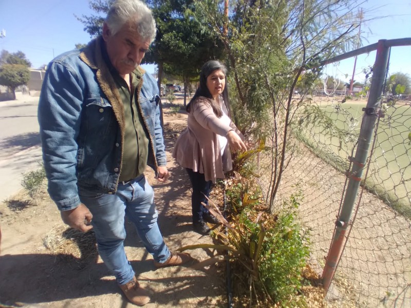 Vecinos de Lomas de Madrid crean huerto en parque público