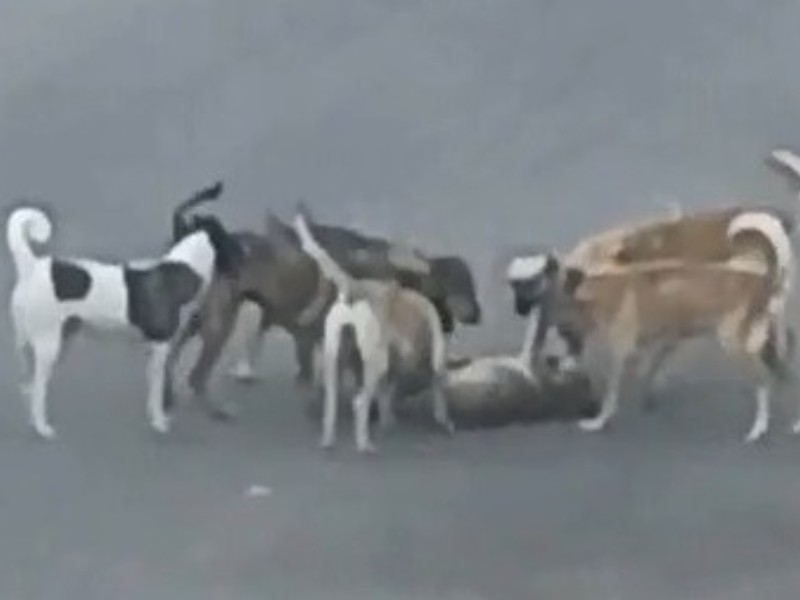 Vecinos de Miramar piden control con perros en calles