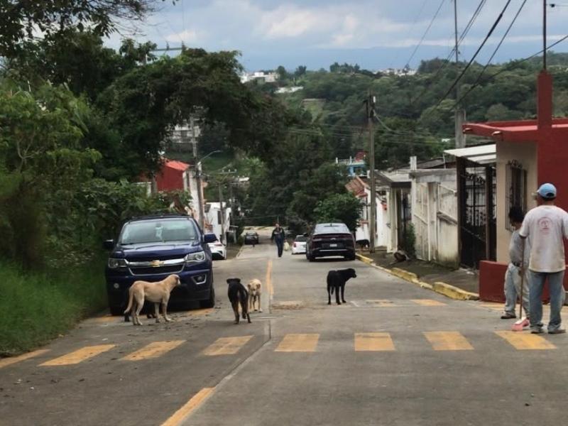 Vecinos de Santa Rosa denuncian ataques de una jauría de 15 perros