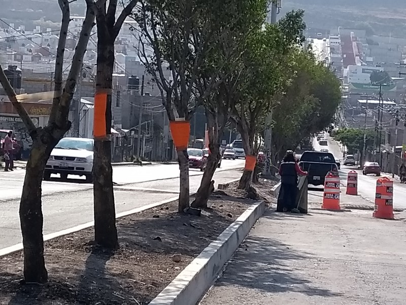 Vecinos defienden árboles en Belén