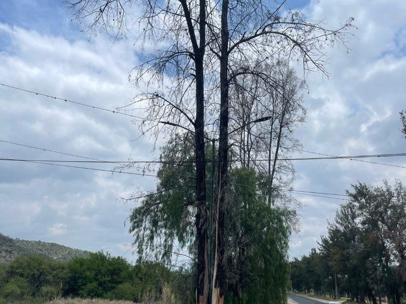 Vecinos del Fraccionamiento El Molino alertan de pinos a punto de caer ...