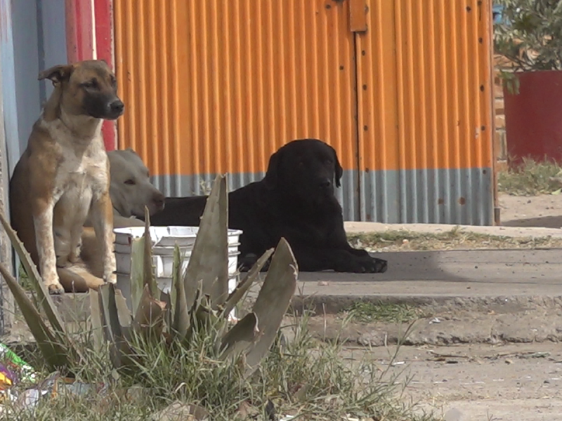 Vecinos denuncia exceso de perros en Jardines de San Antonio
