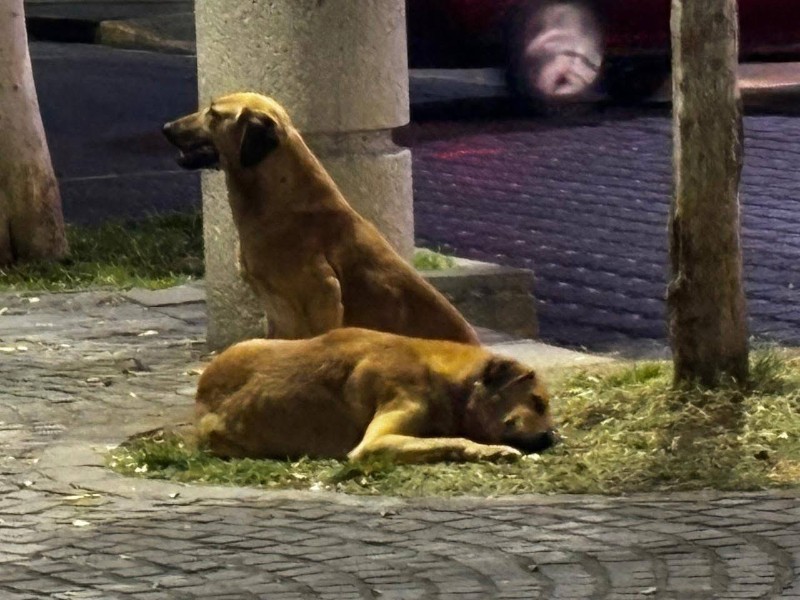 Vecinos denuncian abandono de perros; abren investigación en Tehuacán