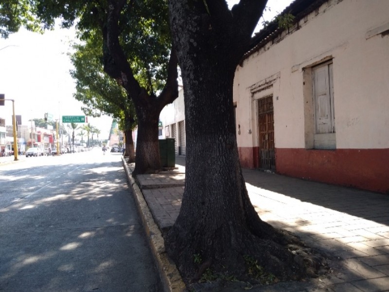 Vecinos denuncian falta de poda de árboles en avenida zamorana