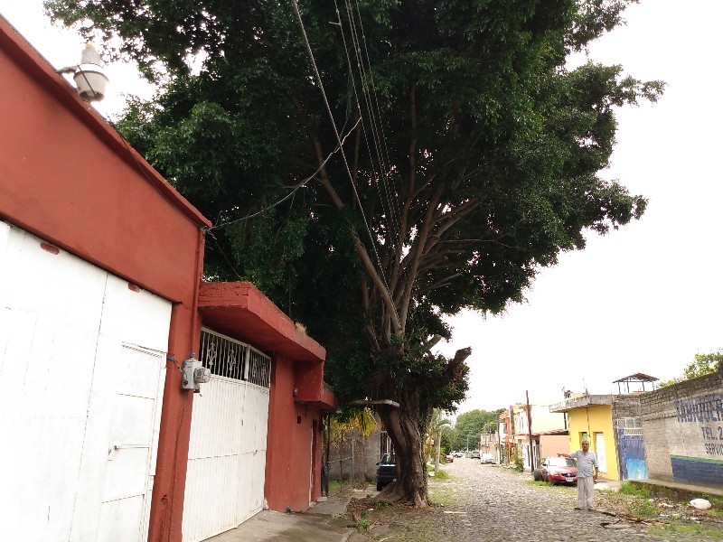 Vecinos han reportado árbol peligroso por 10 años