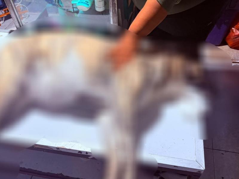 Vecinos ofrecen recompensa por información, tras envenenamiento de perritos en Fraccionamiento Reforma