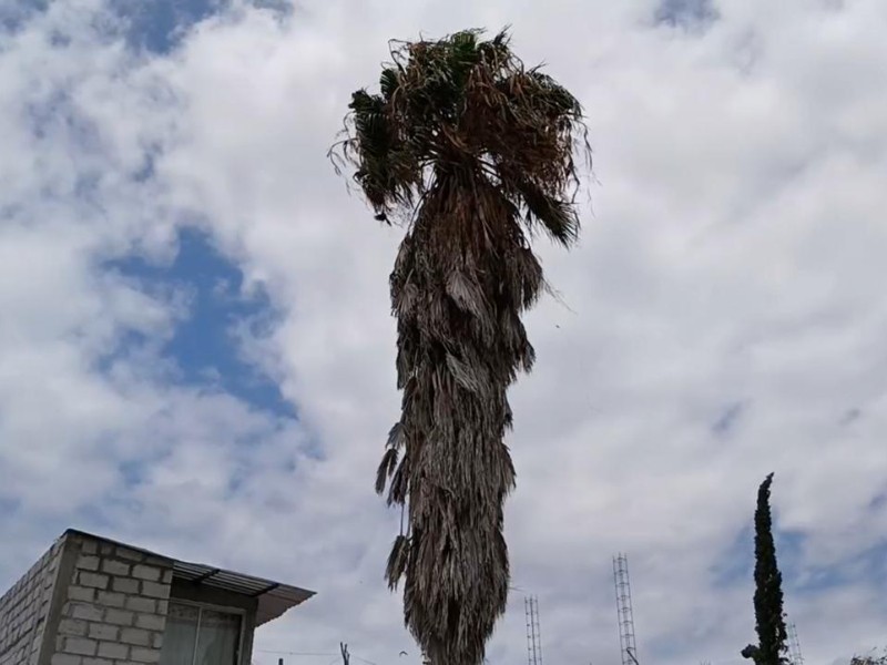 Vecinos piden rescatar a gato trepado en palmera