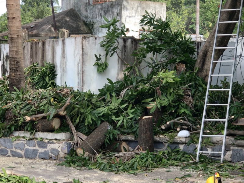 Vecinos protestan para que no derriben árbol antiguo
