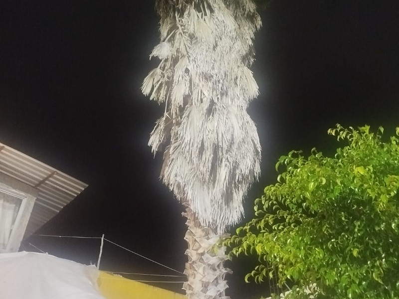 Vecinos rescatan a gatito que estuvo en una palmera 7 dias