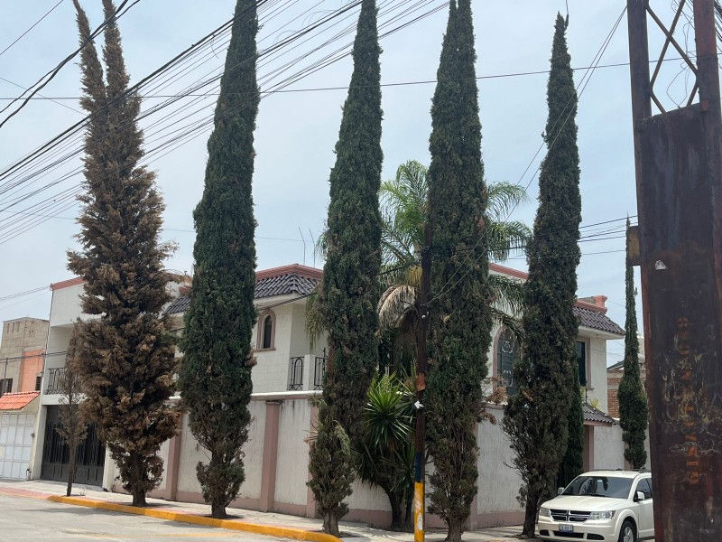 Vecinos temen caída de pinos en colonia San Isidro