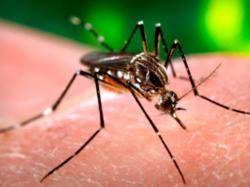 Vectores ausente en Aquiles Serdán; Habitantes temen brote de dengue