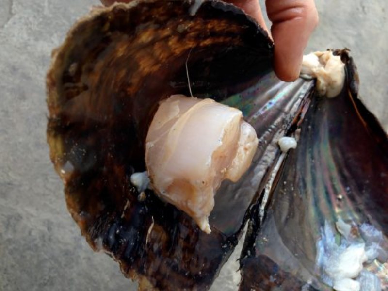 Vedan callo de hacha en sur de Sonora, pescadores preocupados por impacto