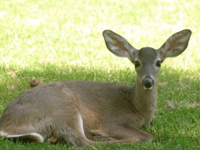 Venado cola blanca podría establecerse en la zona serrana