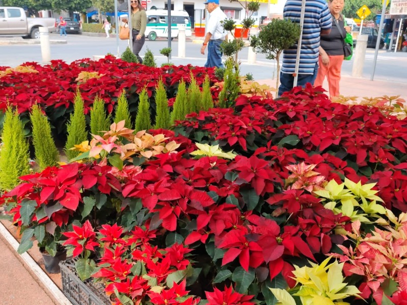 Alta expectativa de venta de noche buenas para fin de año