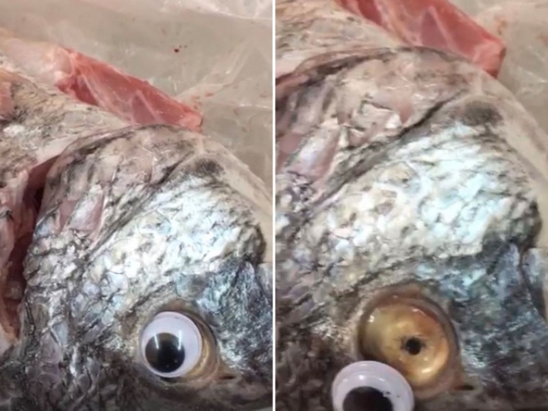 Venden pescado con ojos falsos